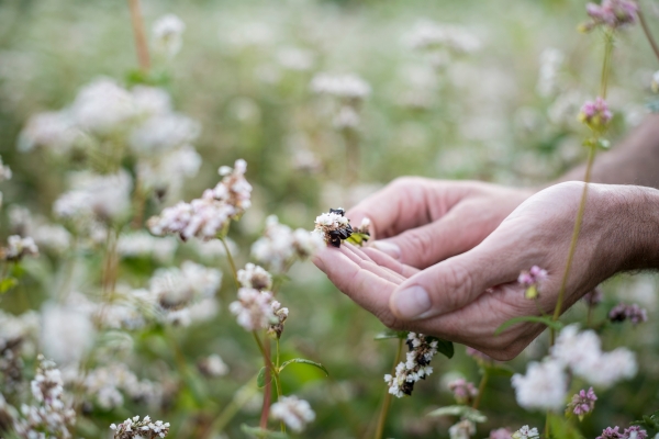Dr. Schär e i risultati del progetto Re-Cereal: il futuro delle colture è sempre più senza glutine, naturalmente.